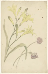 Blumenstudien einer gelben Lilie und einer blühenden Zwiebel