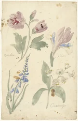 Studien von Blumen, darunter eine Iris