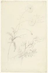 Studien von Mohn und Jasmin