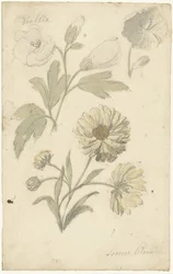 Studien von Sonnenblumen und Dahlien