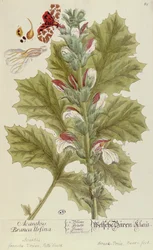 Acanthus Branca Ursina, aus A Curious Herbal, veröffentlicht in Nürnberg 1757