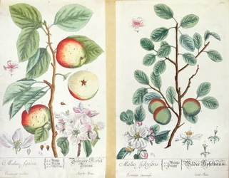 Äpfel, Malus Sativa und Malus Sylvestris, aus 