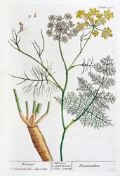 Fenchel