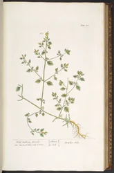Tafel 100, aus 