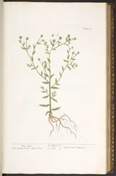 Tafel 103, aus 