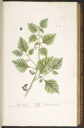 Tafel 107, Nachtschatten, aus 