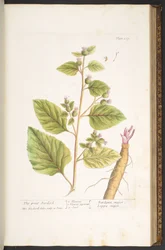 Tafel 117, aus 