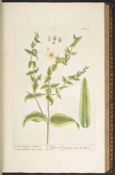 Tafel 123, aus 