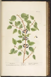 Tafel 135, aus 