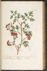 Tafel 149, aus 