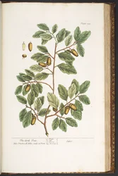 Tafel 193, aus 