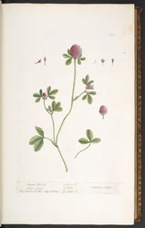 Tafel 20, Purpur-Klee, aus 