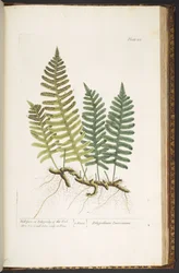 Tafel 215, Mauerfarn oder Eichenpolypody, aus 