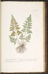 Tafel 220, Schwarzes Frauenhaar, aus 