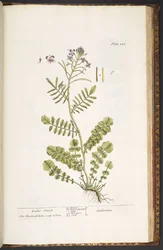 Tafel 223, aus 