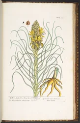 Tafel 233, aus 