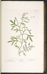 Tafel 23, Gartenkresse, aus 