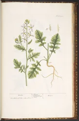 Tafel 242, aus 