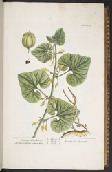 Tafel 255, aus 