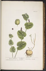 Tafel 256, aus 