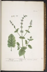 Tafel 258, aus 