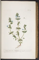 Tafel 274, aus 