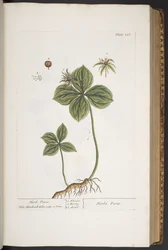 Tafel 286, aus 
