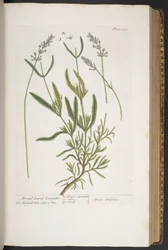 Tafel 295, aus 