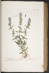 Tafel 296, aus 