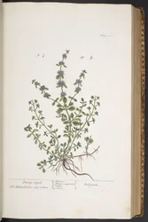 Tafel 302, aus 