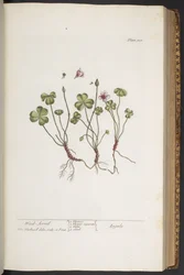 Tafel 308, aus 