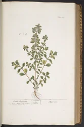 Tafel 319, aus 