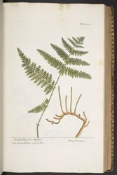Tafel 325, aus 