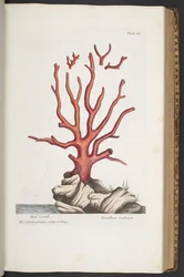 Tafel 341, aus 