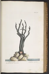 Tafel 344, aus 
