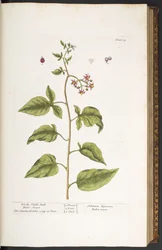 Tafel 34, Bittersüßer Nachtschatten, aus "Ein merkwürdiges Kräuterbuch"