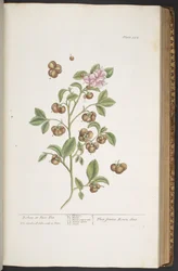 Tafel 352, aus 