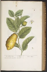 Tafel 361, aus 