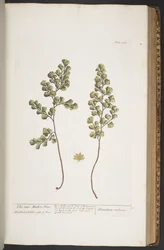 Tafel 367, aus 