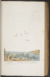 Tafel 380, aus 