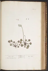 Tafel 432, aus 