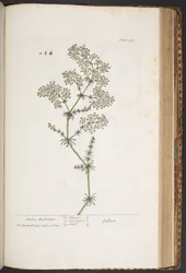 Tafel 435, Frauenbettstroh, aus 