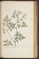 Tafel 451, aus 
