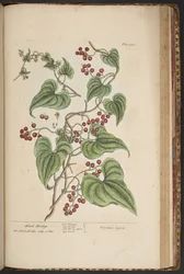 Tafel 457, aus 