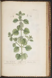 Tafel 479, aus 
