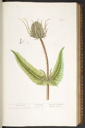 Tafel 50, Wild Teasel, aus 