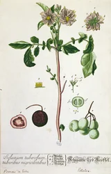 Kartoffelpflanze und Frucht, Tafel aus 