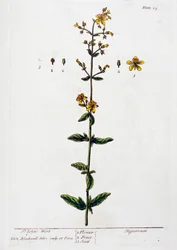Johanniskraut, 1782