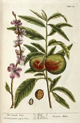 Der Pfirsichbaum