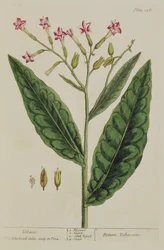 Tabak, Tafel 146 aus 